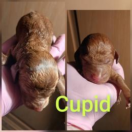 Cupid - Red  male Poodle puppy in Lancaster, California from Heavenly poodle and doodle