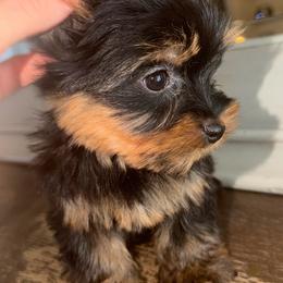 King Lay - Black and tan male Yorkshire Terrier puppy in Fort Myers, Florida from Katherine’s Yorkies and Poodles