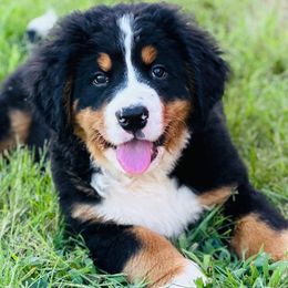 Bernese Mountain Dogs from Iron Heart Berners