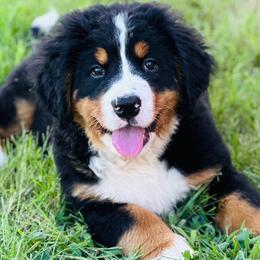 Bernese Mountain Dogs from Iron Heart Berners