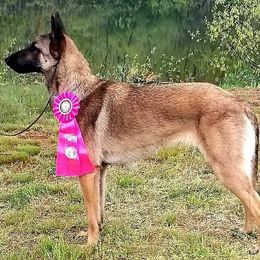 Belgian Malinois from Stargazer Kennels