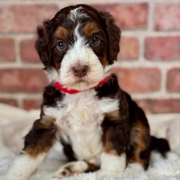 Red - Tri-color male Bernedoodle puppy in Hesperia, Michigan from Red Acres Poodles & Doodles