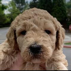 Double Doodle Puppies from Riverside Doodles in Seattle