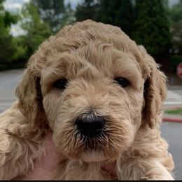 Double Doodle Puppies from Riverside Doodles in Seattle