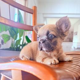 Kye - Blue fawn male French Bulldog puppy in Garland, Texas from Brewer's Doodles and French Bulldogs