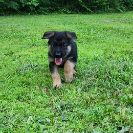 German Shepherd Puppies from Von WestLynn German Shepherds