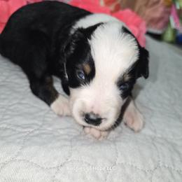 Girl 3 - female Australian Shepherd puppy in Lakeland, Florida from Aussies of Hope LLC