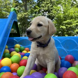 Agnes - Yellow female Labrador Retriever puppy in Alger, Ohio from Osborne Family Retrievers