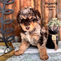 Olive - female Australian Mountain Doodle puppy in Oxford, Alabama from Magnolia Grove Doodles