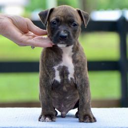 Ori - Brown brindle male American Staffordshire Terrier puppy in St. Augustine, Florida from LBK & Ancient City