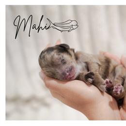 MAHI - male Double Doodle puppy in Hialeah, Florida from The Pup Spot