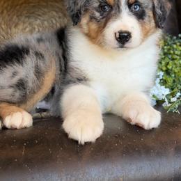 Ringo-has tail-many videos - Blue merle male Australian Shepherd puppy in Troy, South Carolina from Australian Shepherds of 3/W Farms
