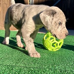 Great Dane Puppies from Oak Bend Danes