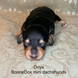 Onyx - Black and cream female Dachshund puppy in Lexington, Oklahoma from BooneDox Miniature Dachshunds