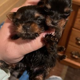 Yorkshire Terriers from Alyson Woodruff