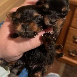 Yorkshire Terriers from Alyson Woodruff