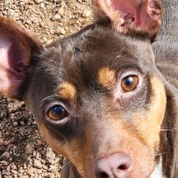 Magic - White, chocolate and tan Rat Terrier puppy in Divide, Colorado from Outlaw Farm and Kennel