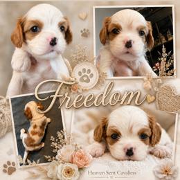 Girl 1 - Blenheim female Cavalier King Charles Spaniel puppy in Nevada from Heaven Sent Cavaliers