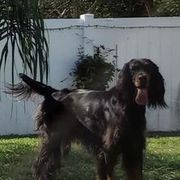 Gordon Setters from Glen 'Mor Gordon Setters