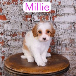 Millie - Red female Cavapoo puppy in Calhoun, Georgia from Happy Top Doodles