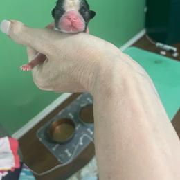 Female 1 - Brindle and white female Shih Tzu puppy in Dallas, Texas from Almost Heaven Shih Tzu