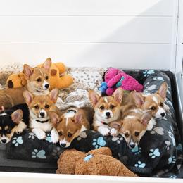 Pembroke Welsh Corgi Puppies from AW Corgis