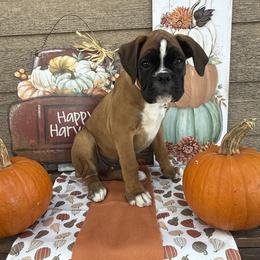 Boxer Puppies from The Holistic Boxer