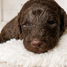 Black collar - Chocolate male Goldendoodle puppy in Christiana, Tennessee from Rechlicz Family Doodles