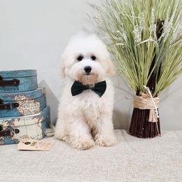 Frisco (AKC) - White male Poodle puppy in Rainbow City, Alabama from Spinks Poodles