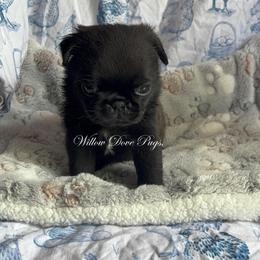 Ziggy - Black male Pug puppy in New York from Willow Dove Pugs