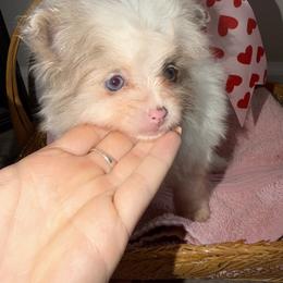 Nala - Tri-colored female Pomeranian puppy in Saint Louis, Missouri from Velvet Crown Kennels 👑