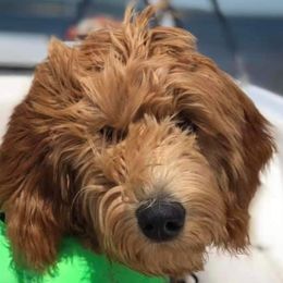 Bernedoodles and Goldendoodles from The Smith Doodle Crew