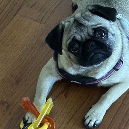 Pugs from Chantilly Lace Pugs
