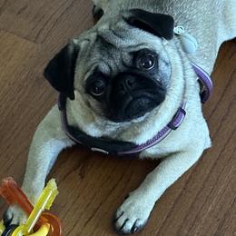 Pugs from Chantilly Lace Pugs