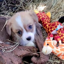 Sage bandana girl - Red female Pembroke Welsh Corgi puppy in Cherokee, Oklahoma from MCS Farms-OK