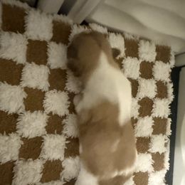 Shih Tzu Puppies from Wood Foo Breeders