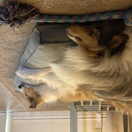 Collie Puppies from Heritage Salt Lake Kennels