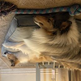 Collie Puppies from Heritage Salt Lake Kennels