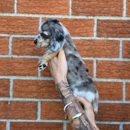 Turtle - Dapple female Dachshund puppy in St. Clair Shores, Michigan from Stanced Doxies