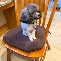 Kenny - Poodle