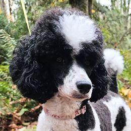 Aria - Poodle