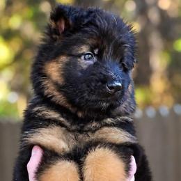 Archer - Black and red male German Shepherd puppy in Canton, Texas from WILDWOOD GERMAN SHEPHERDS