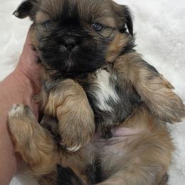 Patches - Red and tan male Shih Tzu puppy in Paradise, California from Richview Shihtzu