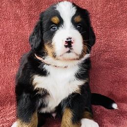 Red White and Blue Collar Male - Black rust and white male Bernese Mountain Dog puppy in Bristol, Tennessee from Holston Hollow Farm