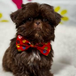 Boy 3 - Chocolate and tan male Shih Tzu puppy in Los Angeles, California from For the Love of Shih Tzus
