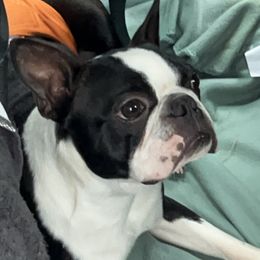 Tuxedo - Boston Terrier