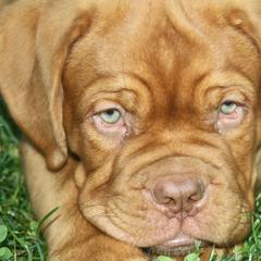 Dogue de Bordeaux Puppies from Bolshaya Bordeaux