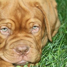 Dogue de Bordeaux Puppies from Bolshaya Bordeaux