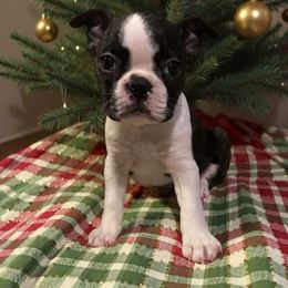 Penny Girl 2 - Black brindle and white female Boston Terrier puppy in Brookville, Ohio from Best Friend Bostons