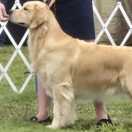 Reese - Golden Retriever